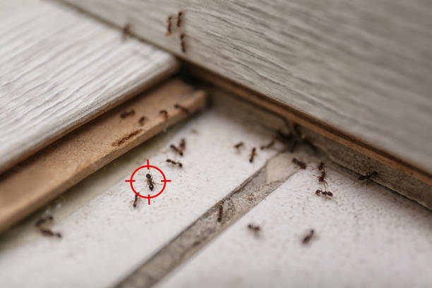 Best Termite Control Services  in Barnhart, MO