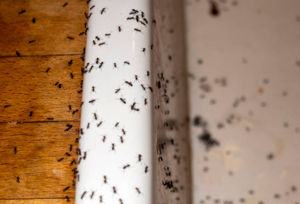 Best Exterminator Services  in Barnhart, MO